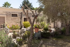 maison provençale Vaucluse jardin oliviers