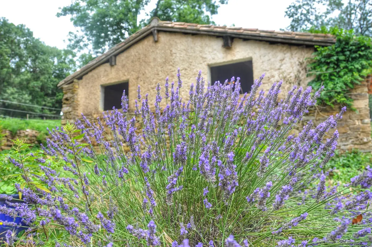 village provençal Drôme lavande pierre maison